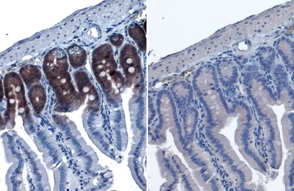 Anti-p70 S6K (phospho Thr421/Ser424) antibody [HL129 Anti-p70 S6K (phospho Thr421/Ser424) antibody [HL129